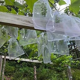 Fruit Net Zakken - Trekkoord Beschermers - Vruchten Beschermen - Dubbele Trekkoordsluiting - 100 stuks - Wit — thumbnail 3