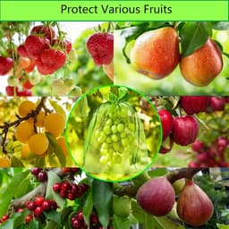 Beschermzakken voor Fruit 15x20 cm - Pack van 100 - Organza - Doorzichtig - Trekkoord - Herbruikbaar - Voor Appels, Peren, Perziken, Tomaat — thumbnail 2