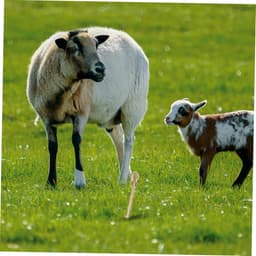 Grondanker Honden - Hondenpaal - Buiten Vastzetten - Stevig IJzer - 32 cm - Goud — thumbnail 2
