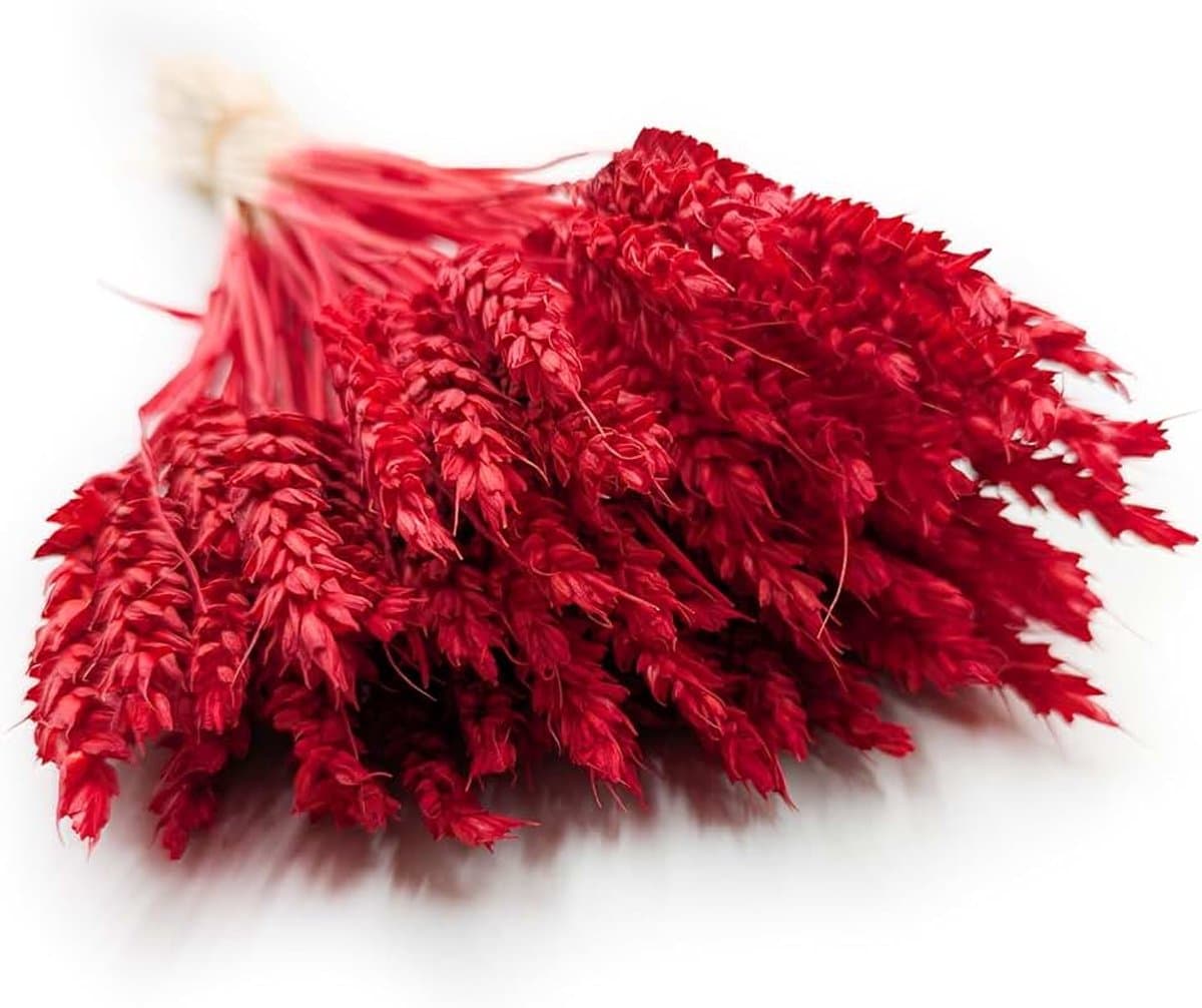 Dekogras voor gedroogd gras, siergras, natuurlijke decoratie, rood — afbeelding 1