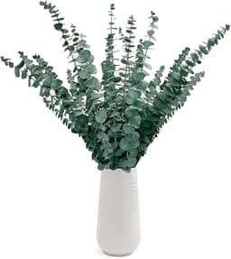 Gedroogde Eucalyptusstelen 43 cm — thumbnail 1