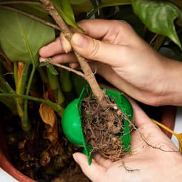 plantenbewortelingsdoos, balpluggen, apparaat, vermeerderingsdoos, wortels, planten, tuin, assistent, controller, wortel, snijden, plantkundige controller, S, groen (20 stuks) — thumbnail 3