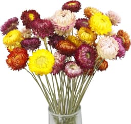 20 gedroogde strochrysanten — thumbnail 1