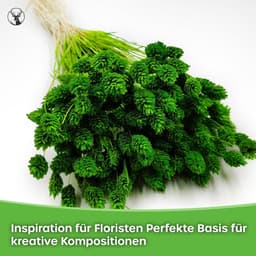 Dekogras Gedroogd Gras Siergras Kanariegras Phalaris Droogbloemen Natuurlijk Boho Ca. 100 Stuks 80 g Donker Roze — thumbnail 4