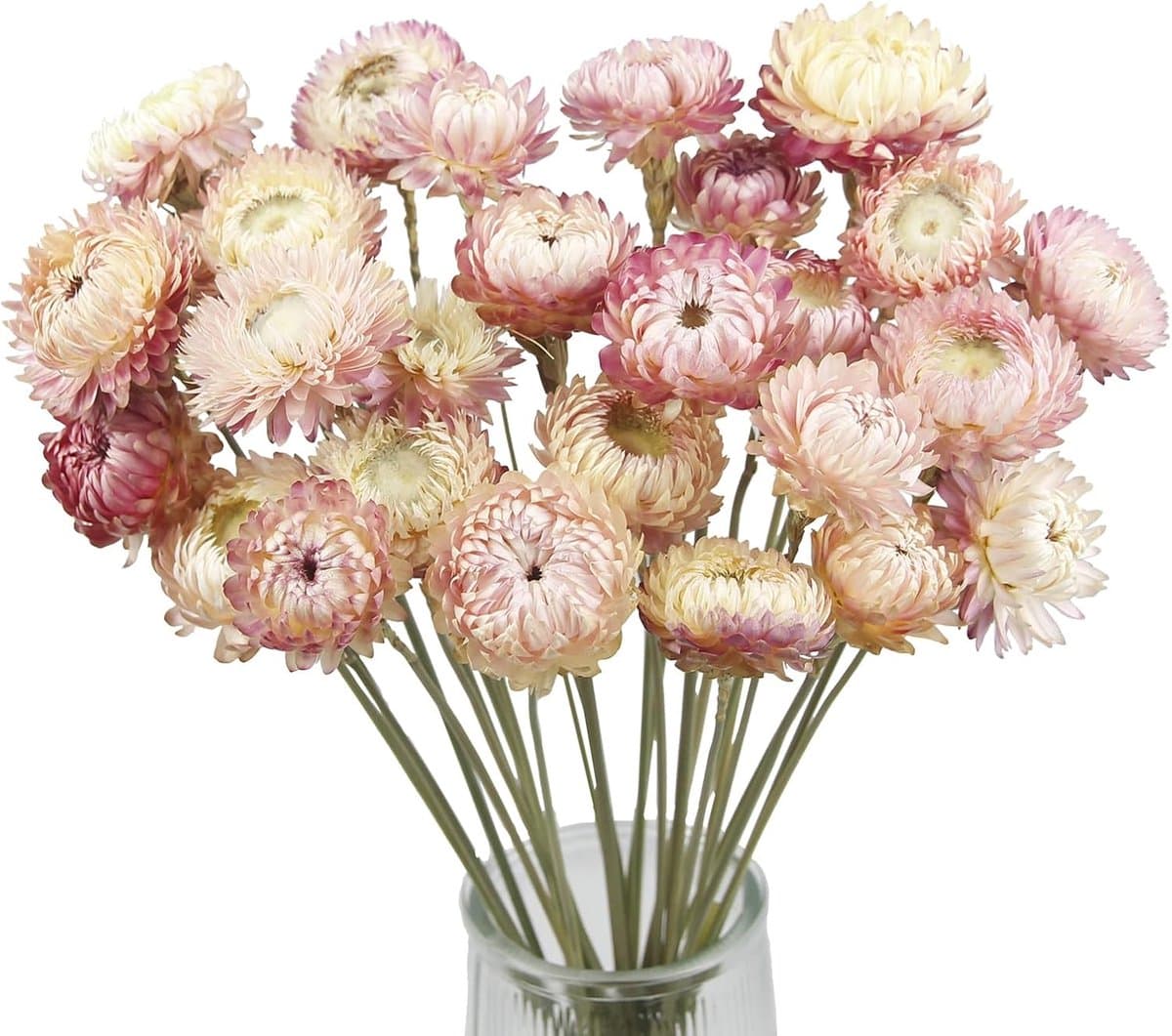 Gedroogde paarse en roze strochrysanten — afbeelding 1