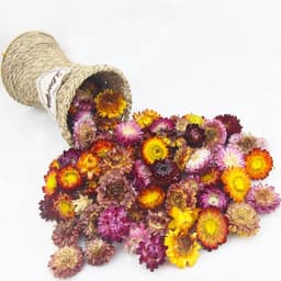 60 gedroogde chrysanten — thumbnail 2