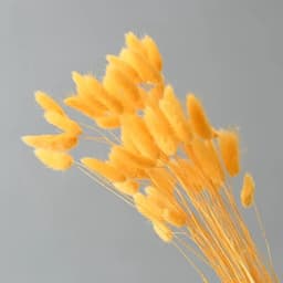 Gedroogd pampasgras, konijnenstaart, gras, 60 stuks, natuurlijke droogbloemen, boeket, decoratie, kunst, groot, droogbloemen, pampasgras voor interieurdecoratie, fotografie, bruiloft, oranje — thumbnail 3