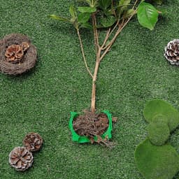 plantenbewortelingsdoos, balpluggen, apparaat, vermeerderingsdoos, wortels, planten, tuin, assistent, controller, wortel, snijden, plantkundige controller, S, groen (20 stuks) — thumbnail 4