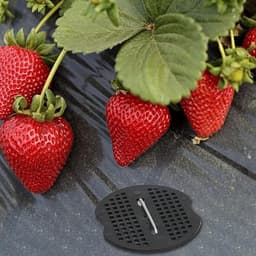 Dailygoody - Haringen - Grondankers - Duurzaam en roestvrij - 20 stuks - Voor tuin en camping - Bevestiging voor tenten en kunstgras — thumbnail 3