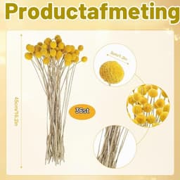 Gedroogde bloemen, 36 stuks, Craspedia Globes Decor, gedroogde bloemen, geel, natuurlijke droge plant voor doe-het-zelf bloemstukken, bruiloft, thuis, hoge vaas — thumbnail 4
