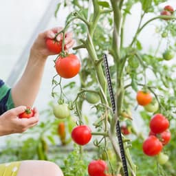 Zware Grondankers voor Tuin en Camping - 12 Inch Stalen Tentpalen, Poortsteunen en Plantsteunen met Zwarte Poedercoating — thumbnail 5