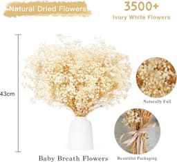 Gedroogde bloemen, meer dan 3500 ivoorwitte bloemen, natuurlijke gypsophila takken voor doe-het-zelf krans, huis, bruiloft, tafel, vaas — thumbnail 2