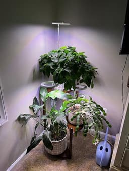 Groeilamp voor kamerplanten, led-groeilamp, volledig spectrum, in hoogte verstelbaar, automatische timer, lage veiligheidsspanning 5 V, ideaal voor grote lichtplanten, zwart, 2 stuks — thumbnail 2