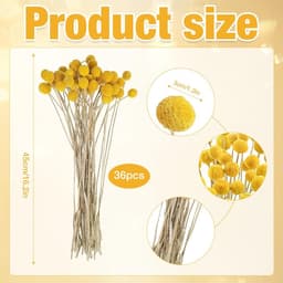 Gedroogde bloemen, 36 stuks, Craspedia Globes Decor, gedroogde bloemen, geel, natuurlijke droge plant voor doe-het-zelf bloemstukken, bruiloft, thuis, hoge vaas — thumbnail 5