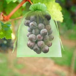 Fruitbeschermingszakjes met trekkoord (set van 100) – Fruit- en groentezakjes – Effen organzazakjes – Beschermende gaaszakjes voor de tuin – Zakjes met trekkoord – Fruitzakjes – Snoepzakjes – 20 x 30 cm — thumbnail 2