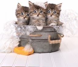 Papillon Wasmachine Beschermer - Antislip mat - 60x60 cm - Papillon Poesjes — thumbnail 2