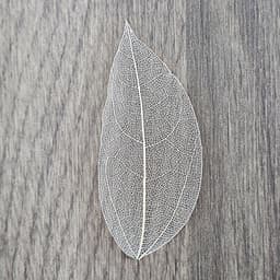 50 stuks natuurlijke skeletbladeren, gedroogde bladeren, echte natuurlijke gedroogde bladeren, gemengde bladeren, voor het maken van kunstkaarten, herinneringsboek (wit) — thumbnail 2