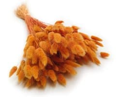 Dekogras gedroogd gras, siergras, konijnenstaarten, Lagurus Ovatus, fluwelen gras, hazenstaartgras, gedroogde bloemen, natuurlijk, boho, 120-150 stuks, 100 g, oranje