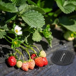 Pack van 200 Buffer Discs voor Grondankers, Kunststof Onderlegschijven voor Tuin, Tent en Netten, Ideaal voor Stabiele Bevestiging en Ondersteuning — thumbnail 5