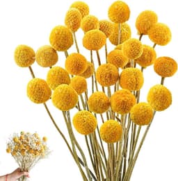 Gedroogde bloemen, 36 stuks, Craspedia Globes Decor, gedroogde bloemen, geel, natuurlijke droge plant voor doe-het-zelf bloemstukken, bruiloft, thuis, hoge vaas — thumbnail 1