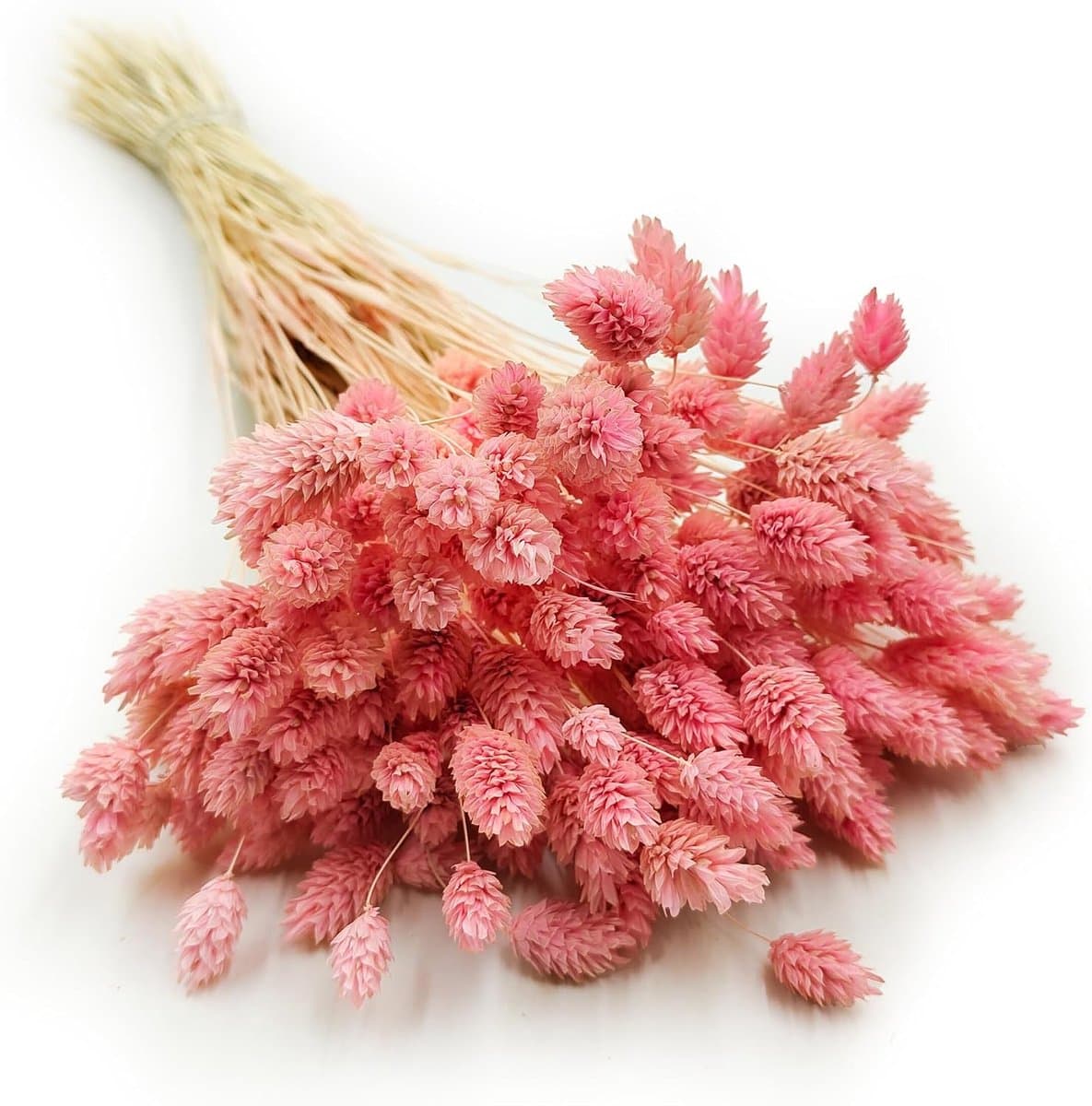 Dekogras Gedroogd Gras Siergras Kanariegras Phalaris Droogbloemen Natuurlijk Boho Ca. 100 Stuks 80 g Lichtroze — afbeelding 1
