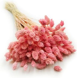 Dekogras Gedroogd Gras Siergras Kanariegras Phalaris Droogbloemen Natuurlijk Boho Ca. 100 Stuks 80 g Lichtroze — thumbnail 1