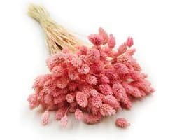 Dekogras Gedroogd Gras Siergras Kanariegras Phalaris Droogbloemen Natuurlijk Boho Ca. 100 Stuks 80 g Lichtroze