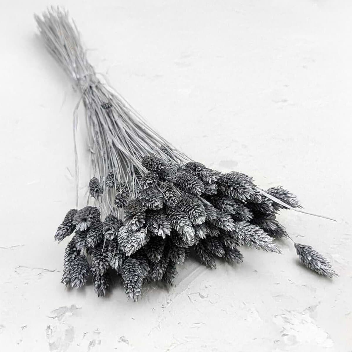 Dekogras Gedroogd Gras Siergras Kanariegras Phalaris Droogbloemen Natuurlijk Boho Ca. 100 Stuks 80 g Zilver — afbeelding 1