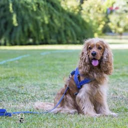 JGS Premium - Tie Out Stake voor Grote Honden tot 220 Lbs - Anti-Roest Hondenanker - Opvouwbare Hondenlijn voor Camping — thumbnail 5