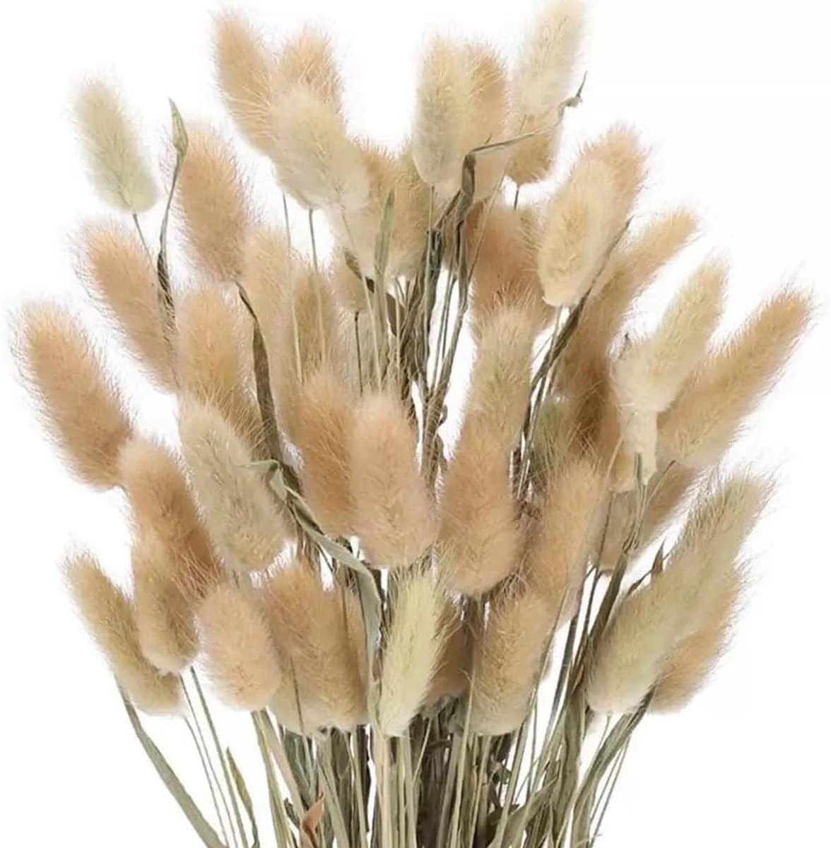 Gedroogd pampasgras, konijnenstaart, gras, 60 stuks, natuurlijke droogbloemen, boeket, decoratie, kunstbloemen, grote gedroogde bloemen, pampasgras voor interieurdecoratie, fotografie — afbeelding 1