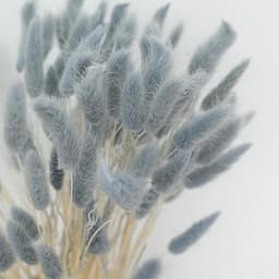 Gedroogde bloemen, konijnenstaart, grijs, natuurlijke droogbloemen, gras, konijnenstaart, gedroogde bloemen, decoratief voor thuis, tafel, bruiloft, vaas, feest — thumbnail 4