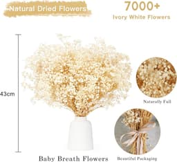 Droogbloemen Gypsophila Paniculata 43 cm, 7000 + ivoorwitte bloemen, natuurlijke gypsophila-takken voor doe-het-zelf krans, thuis, bruiloft, tafel, vazendecoratie — thumbnail 2