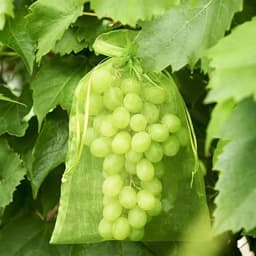 Netzakken Groente Fruit - Beschermzakken Oogsten - Voedsel Bewaren Buiten - Met Trekkoord Sluiting - 200 Stuks - Transparant — thumbnail 2