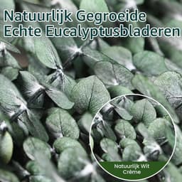 Gedroogde eucalyptustakken, 43 cm, natuurlijke gedroogde bloemen, decoratie — thumbnail 2