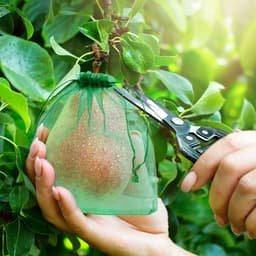 100 Stuks Fruitbeschermzakjes met Trekkoord voor Fruitbomen en Tuin — thumbnail 5