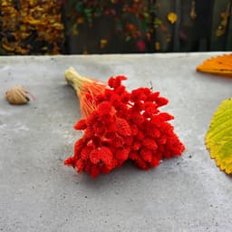 Dekogras Gedroogd Gras Siergras Kanariegras Phalaris Droogbloemen Natuurlijk Boho Ca. 100 Stuks 80 g Oranje — thumbnail 5