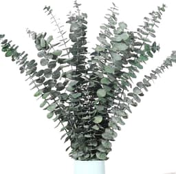 Gedroogde eucalyptustakken, 43 cm, natuurlijke gedroogde bloemen, decoratie — thumbnail 1