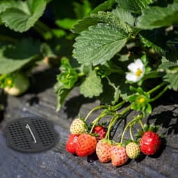 Bufferschijven voor grondankers - set van 200 stuks - kunststof onderlegschijven voor stabiliteit - geschikt voor boerderij, matten, netten, hekken, grasmat en tent — thumbnail 3