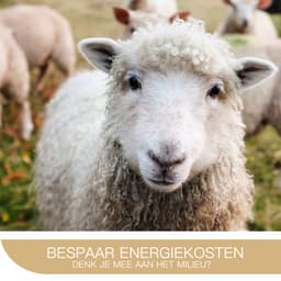 M-Xpert - Drogerballen - Drogerbollen - Nieuw-Zeelandse Wol Droogballen - 6 XL Wasdrogerballen - Duurzaam — thumbnail 3