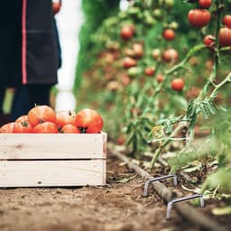 Grondankers Verzinkt Staal - Haringen Bodem Bevestiging - Tuin Vastzetten - Roestvrij en Duurzaam — thumbnail 2