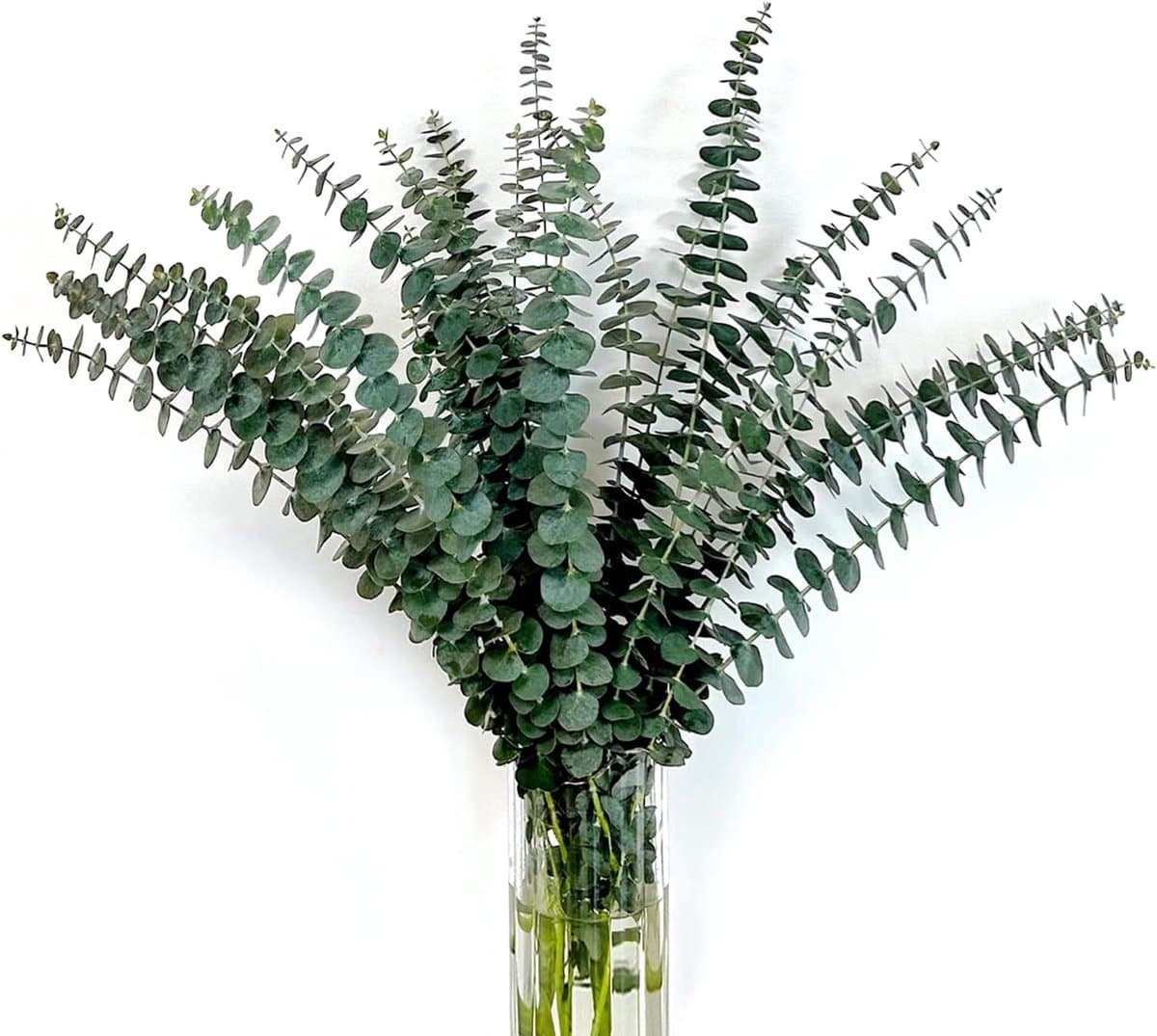 Gedroogde eucalyptusbundel, 45,7 cm, natuurlijke groene eucalyptusplant, echte eucalyptusstengels, eucalyptustakken, douche, eucalyptus, hangende geconserveerde eucalyptus voor bloemstuk — afbeelding 1