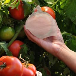 Fruitbeschermzakken, fruitzakjes - 100 tomatbeschermzakken met fruitafdekking | druivenbeschermzakken, fruitboomzakken, fruitboomtassen, ca. 20 x 22 cm, riferimento alla descrizione, Zie — thumbnail 3