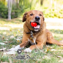 Robuuste Grondanker voor Honden, 40 cm, Ideaal voor Grote Honden tot 100 kg, Geen Verstrikkingen, Perfect voor Tuin, Strand en Buitenactiviteiten — thumbnail 5