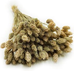 Dekogras Gedroogd Gras Siergras Kanariegras Phalaris Droogbloemen Natuurlijk Boho Ca. 100 Stuks 80 g Natuurlijke Kleur — thumbnail 1