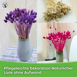 Dekogras Gedroogd Gras Siergras Kanariegras Phalaris Droogbloemen Natuurlijk Boho Ca. 100 Stuks 80 g Flesgroen — thumbnail 5