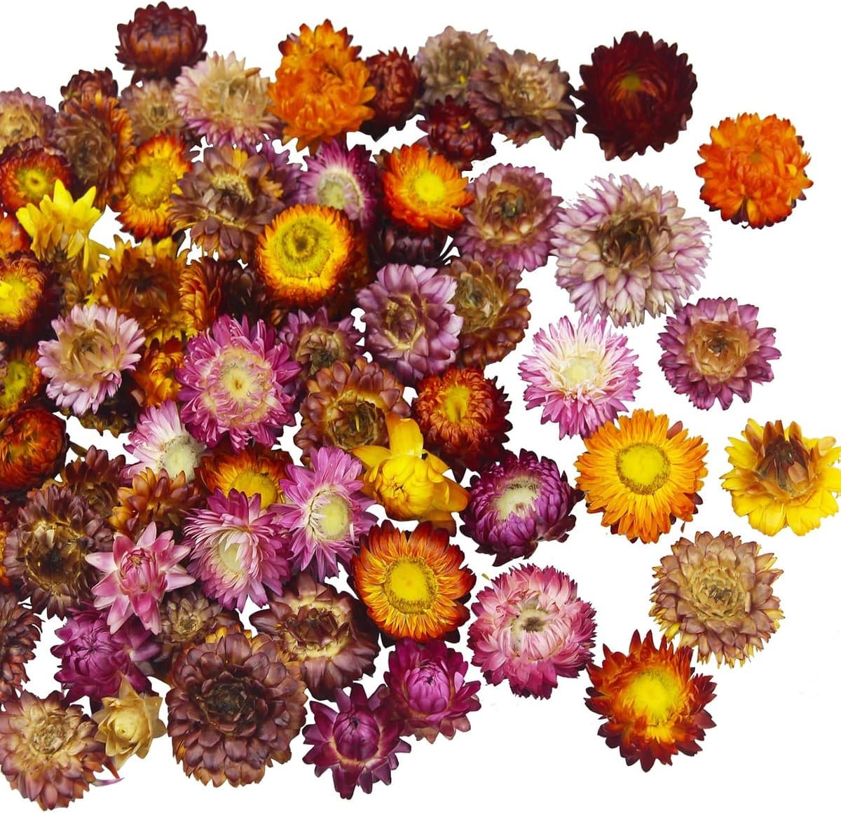 60 gedroogde chrysanten — afbeelding 1