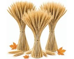 Gedroogde bloemen tarwe 40 cm