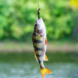 Droge en natte vliegen assortiment met waterdichte doos voor forel — thumbnail 4