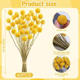 Gedroogde bloemen, 43 cm, geel, natuurlijke Craspedia gedroogde bloemen, natuurlijke droge plant voor doe-het-zelf bloemstukken, bruiloft, hoge vaas — thumbnail 5