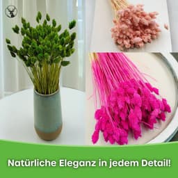 Dekogras Gedroogd Gras Siergras Kanariegras Phalaris Droogbloemen Natuurlijk Boho Ca. 100 Stuks 80 g Flesgroen — thumbnail 2
